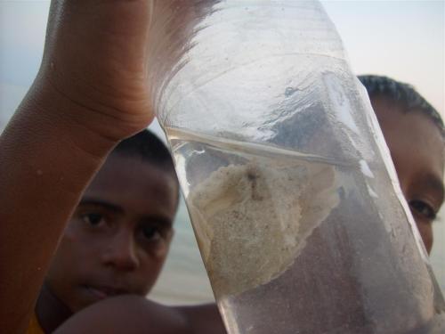 A small white octopus they found hiding out in a plastic bottle on the beach.