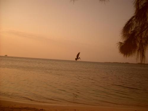 Sun setting and a pelican flying at the end of my day on the Water Cay in Utila, Bay Islands, Honduras.